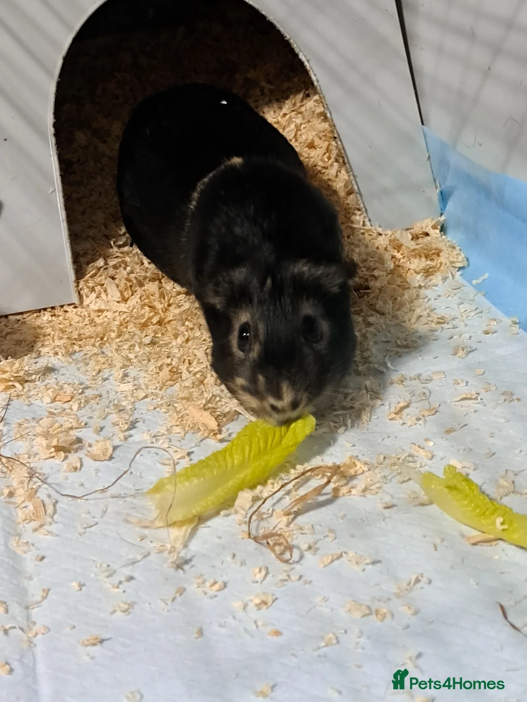 Guinea Pig rodents for sale: Guinea pig - Advert 1