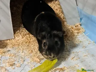 Guinea Pig rodents Guinea pig - Advert 1