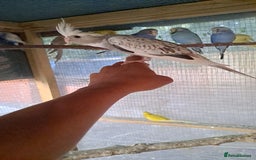 Cockatiels birds for sale: Silly hand tamed baby cockatiels for sale  - Image 6