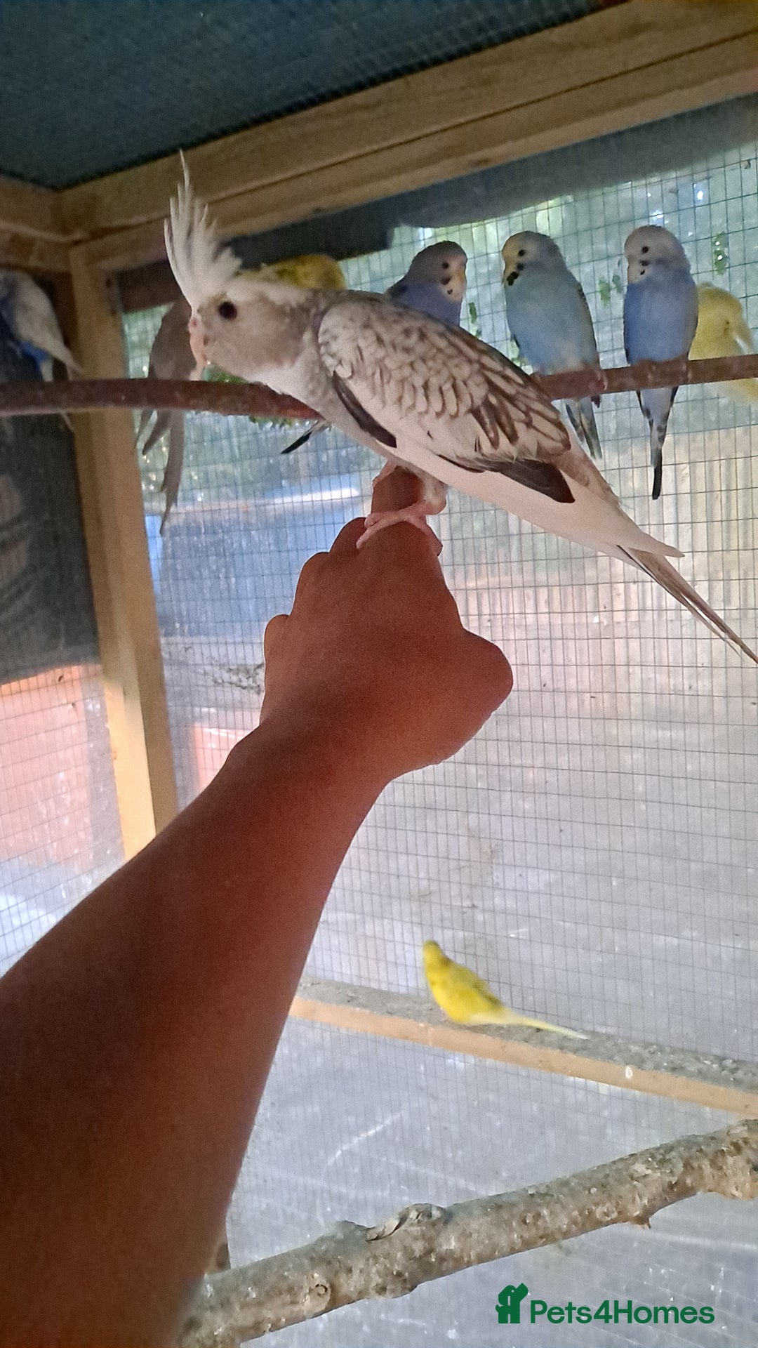 Cockatiels birds for sale: Silly hand tamed baby cockatiels for sale  - Image 6