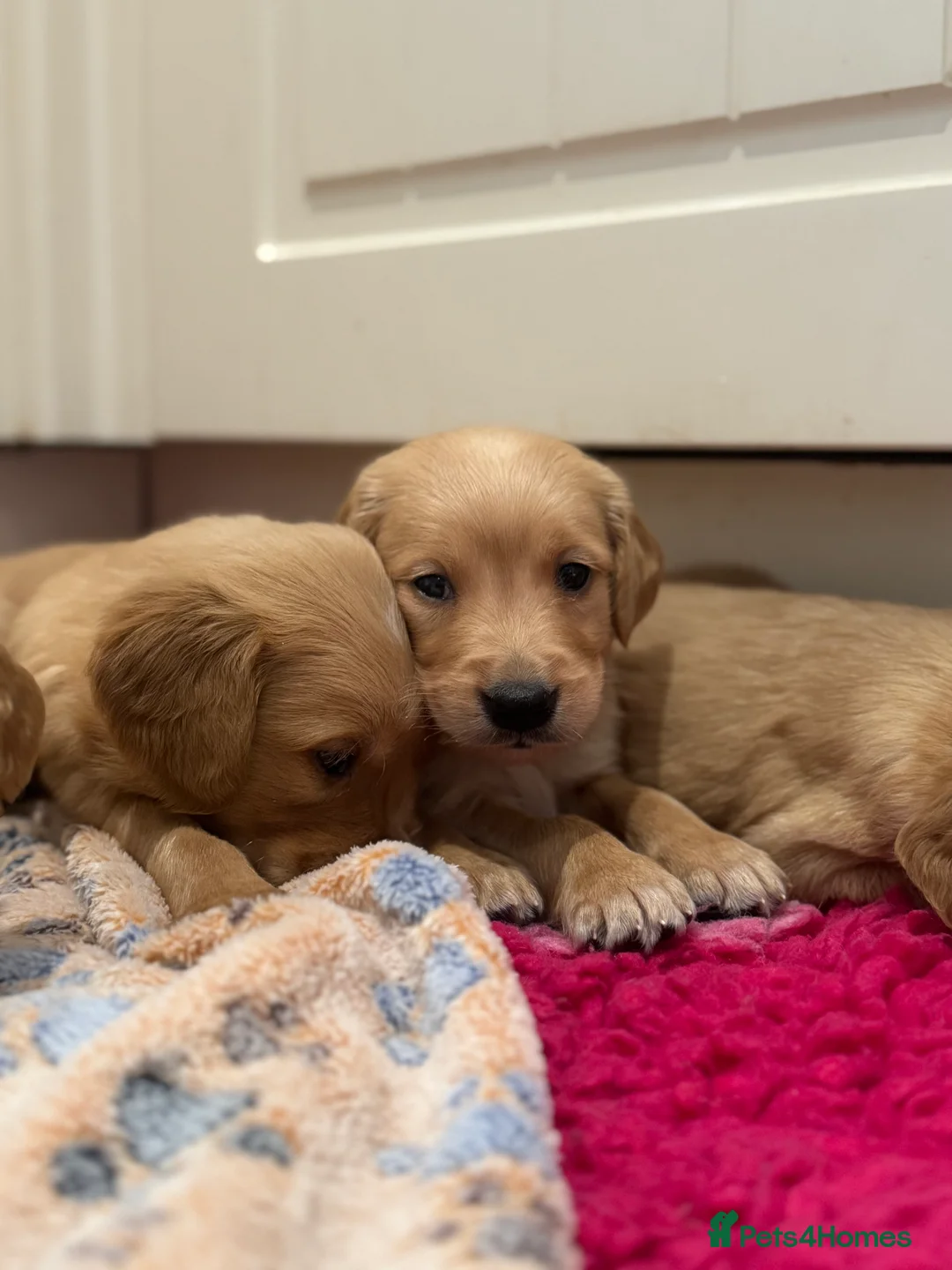 Golden Retriever dogs for sale: Exceptional health tested golden retrievers  - Advert 14