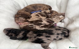 Mixed Breed dogs for sale: Goldendoodle/Australian double doodles  - Image 1