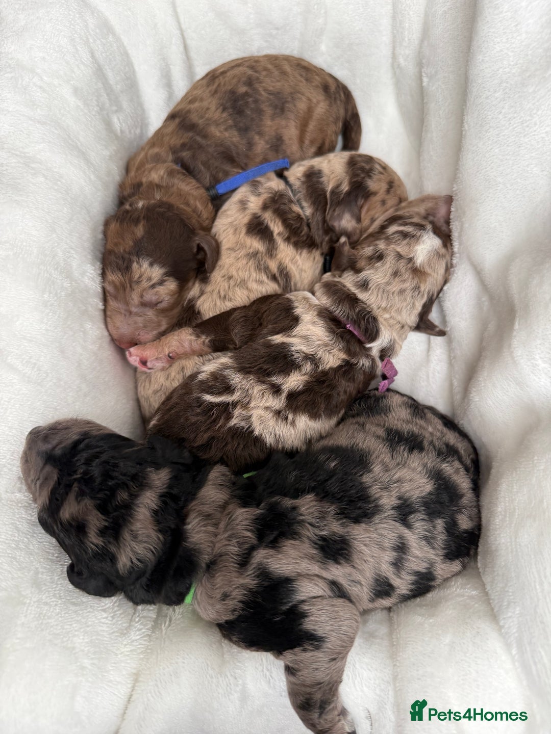 Mixed Breed dogs for sale: Goldendoodle/Australian double doodles  - Image 1