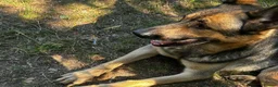 German Shepherd dogs for sale: Beautiful German Shepherd Girl  - Advert 3