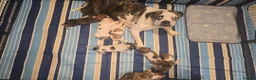 Mixed Breed dogs for sale: Alapa-Dash  in London - Advert 2