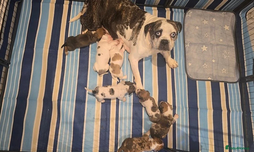 Mixed Breed dogs for sale: Alapa-Dash  in London - Advert 2