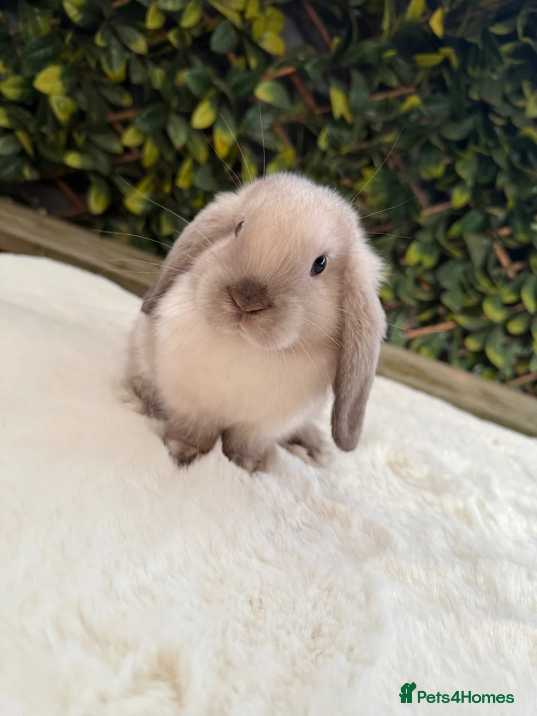 Mini Lop rabbits for sale: Mini lop  - Advert 2