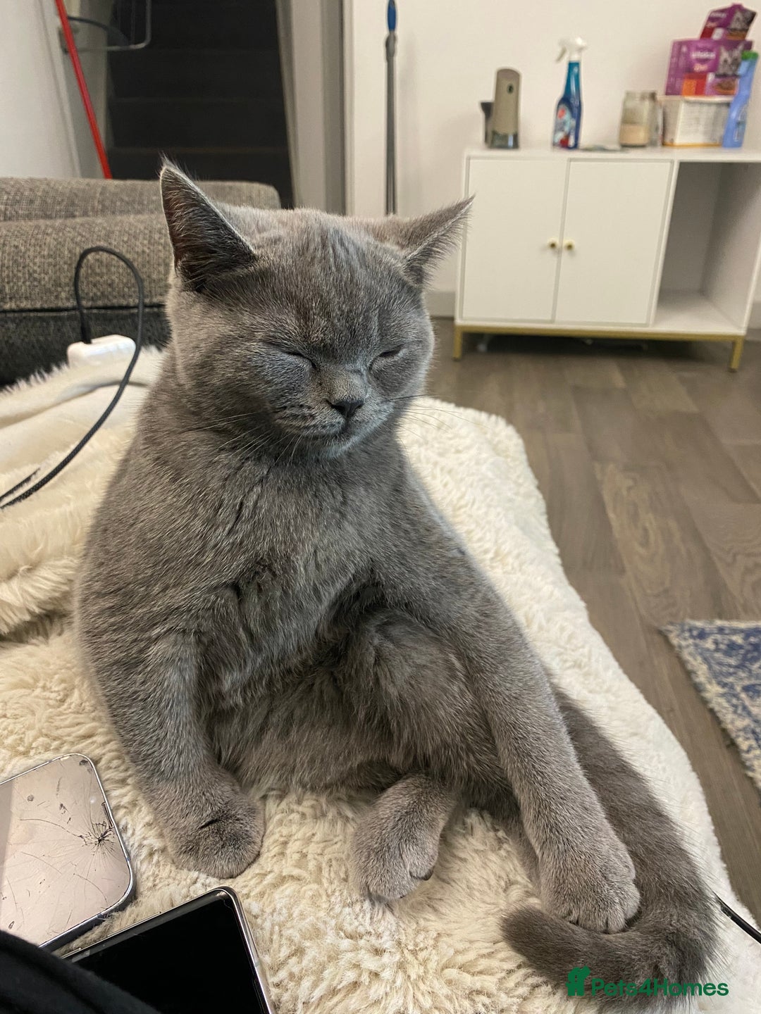 British Shorthair cats for sale: 🐾💙 Beautiful Blue British Shorthair Queen 💙🐾 - Image 8