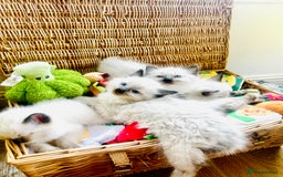 Ragdoll cats for sale: Ragdoll Kittens  - Image 2