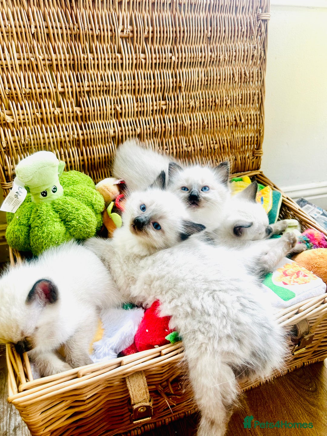 Ragdoll cats for sale: Ragdoll Kittens  - Image 2