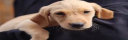 Labrador Retriever dogs for sale: KC Labrador Pups now ready to leave  - Advert 12