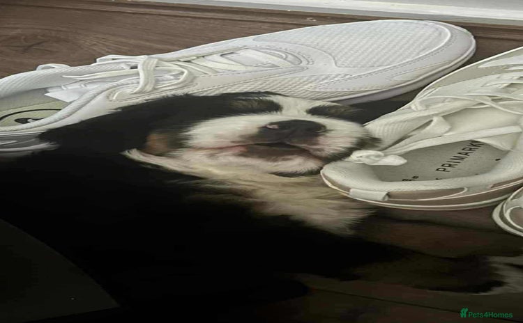 Bernese Mountain Dog dogs - Advert 1