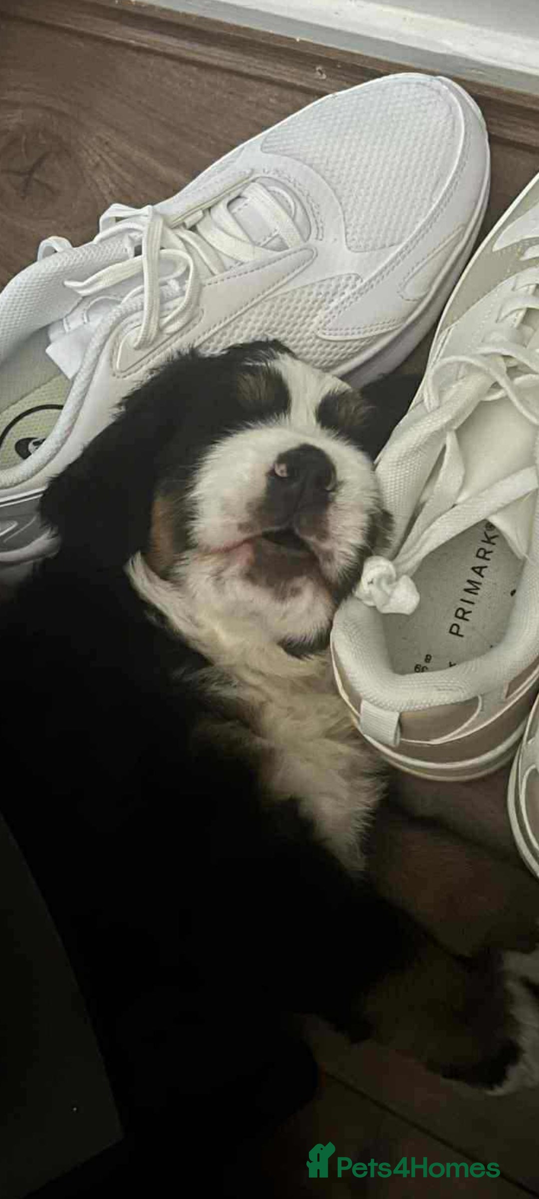 Bernese Mountain Dog dogs for sale: puppy  - Image 1