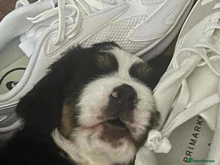 Bernese Mountain Dog dogs - Advert 8