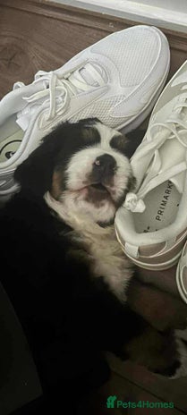 Bernese Mountain Dog dogs - Advert 5