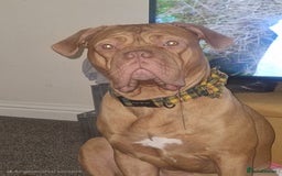 Mixed Breed dogs for sale: Urgent !! Dogue de bordeux Bruce  - Image 3