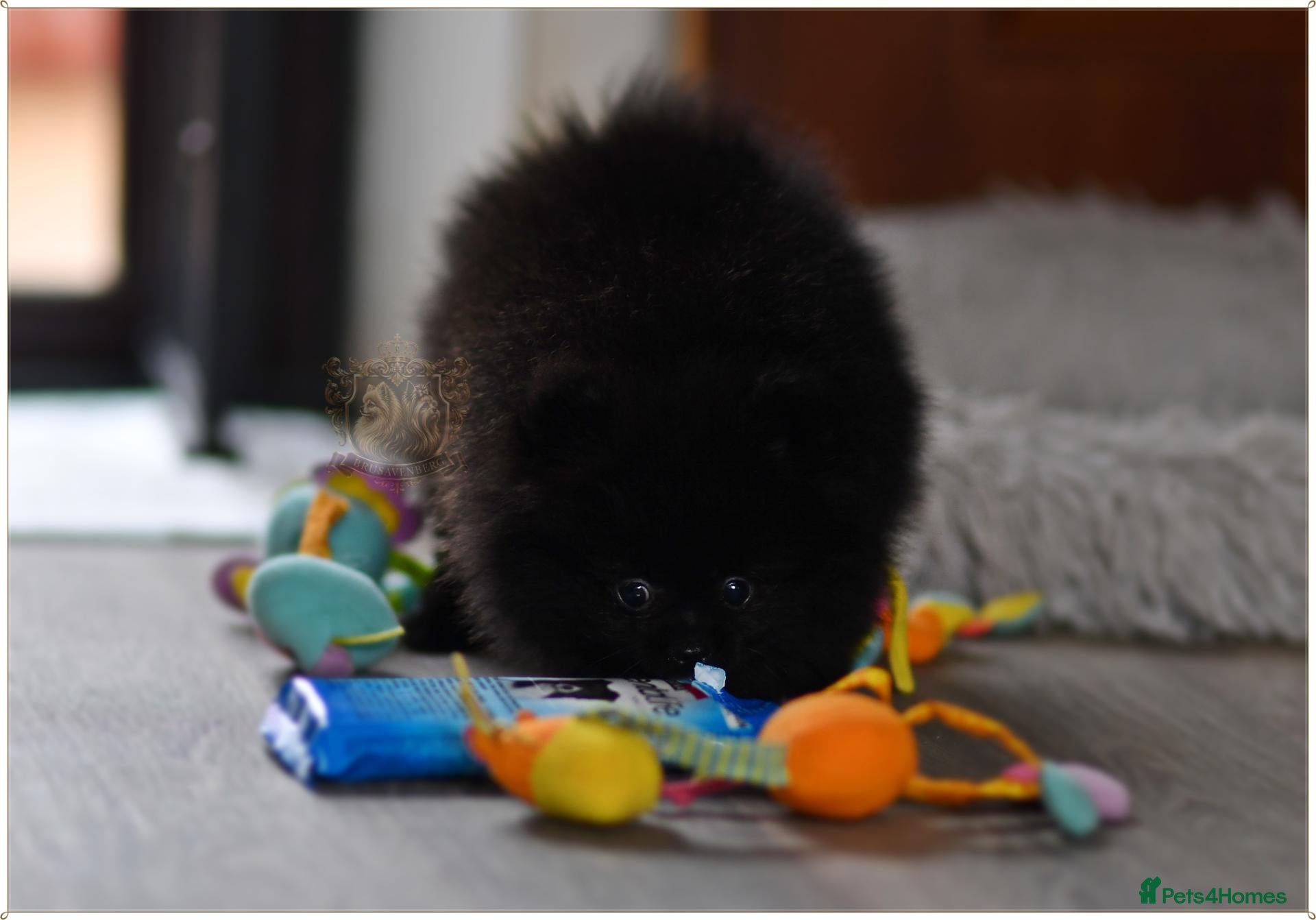 Pomeranian dogs 🐾💙 TEDDY BEAR POMERANIANS - Advert 14