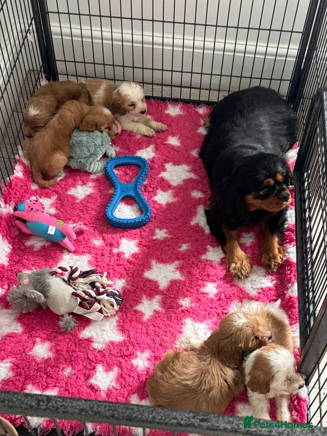 Cavapoo dogs for sale: Beautiful cavapoo puppies ❤️💙 - Image 10