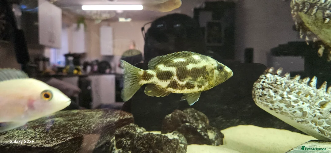 Cichlids fish for sale: Assorted cichlids and sizes - Advert 18