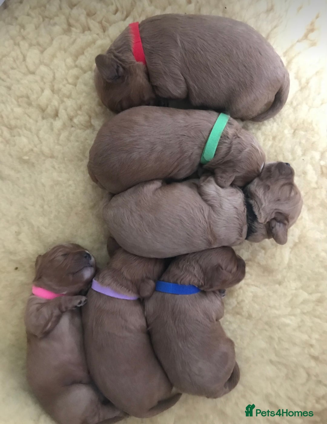 Toy Poodle dogs for stud: KC reg health tested toy poodle studs in Exeter - Advert 12