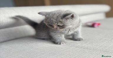 British Shorthair cats - Advert 14