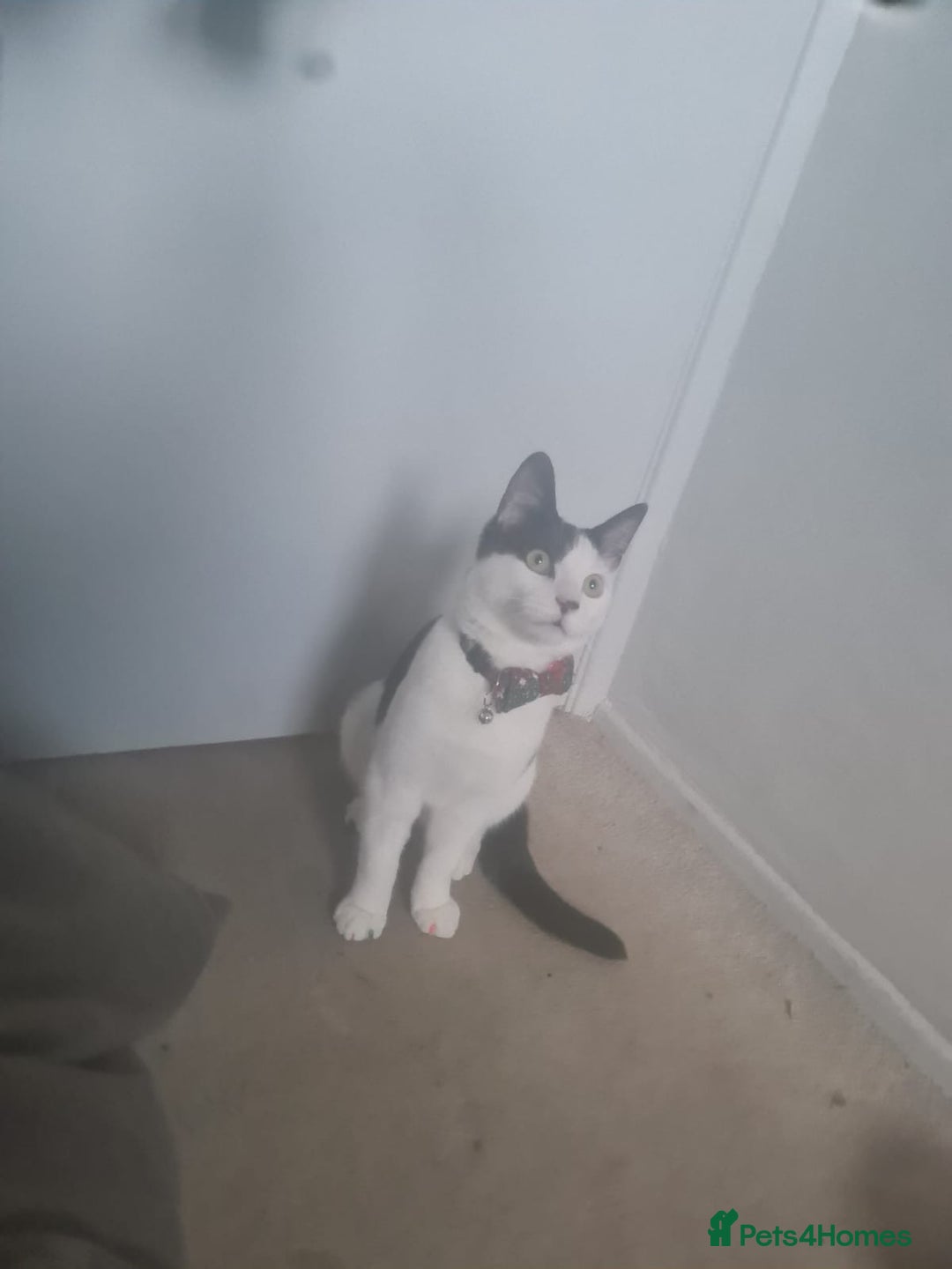 Mixed Breed cats for sale: 5 months old cat URGENT NEED OF HOME  - Advert 2