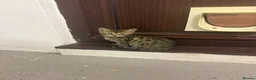 Bengal cats for sale: Beautiful Bengal x kittens  - Advert 18