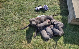 Staffordshire Bull Terrier dogs for sale: Chunky Staffy pups 💕 2 girls left, Ready to leave - Image 37