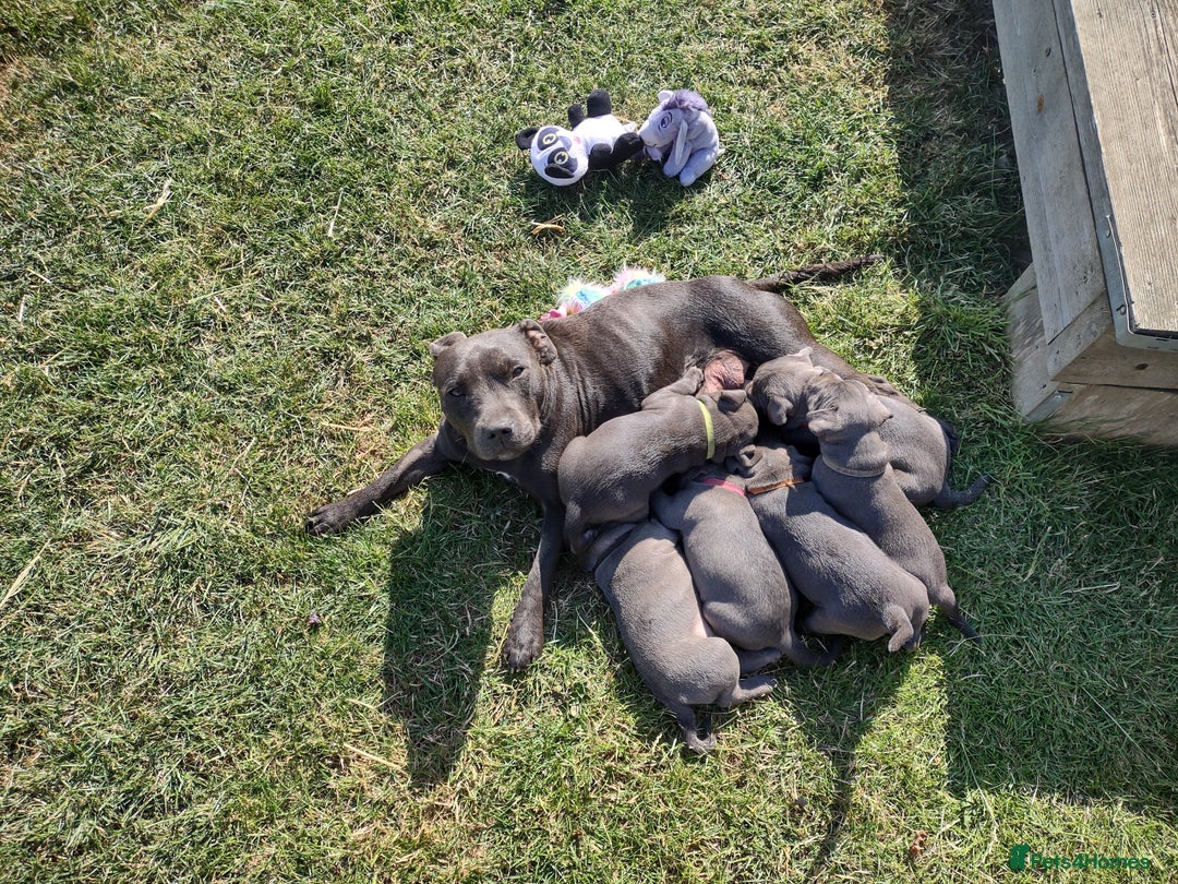 Staffordshire Bull Terrier dogs for sale: Chunky Staffy pups 💕 2 girls left, Ready to leave - Image 37