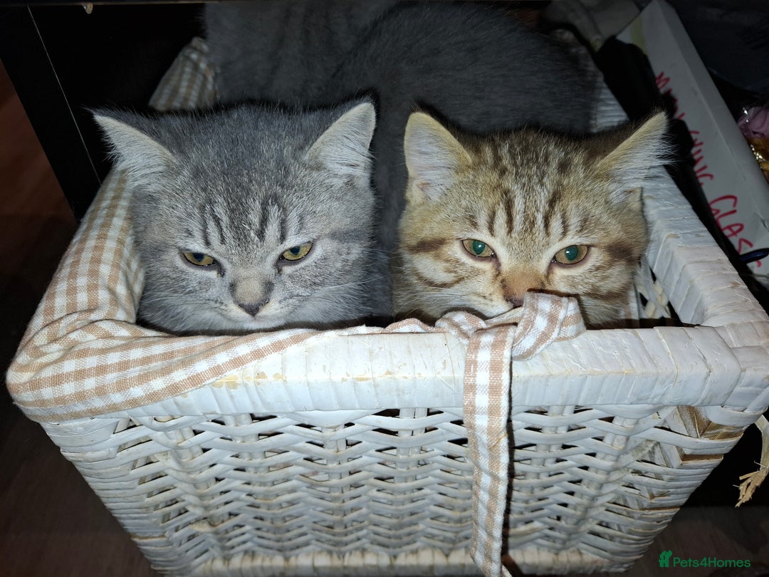 British Shorthair cats for sale: Pedigree British Blue and Tabby Shorthair Kittens - Image 2