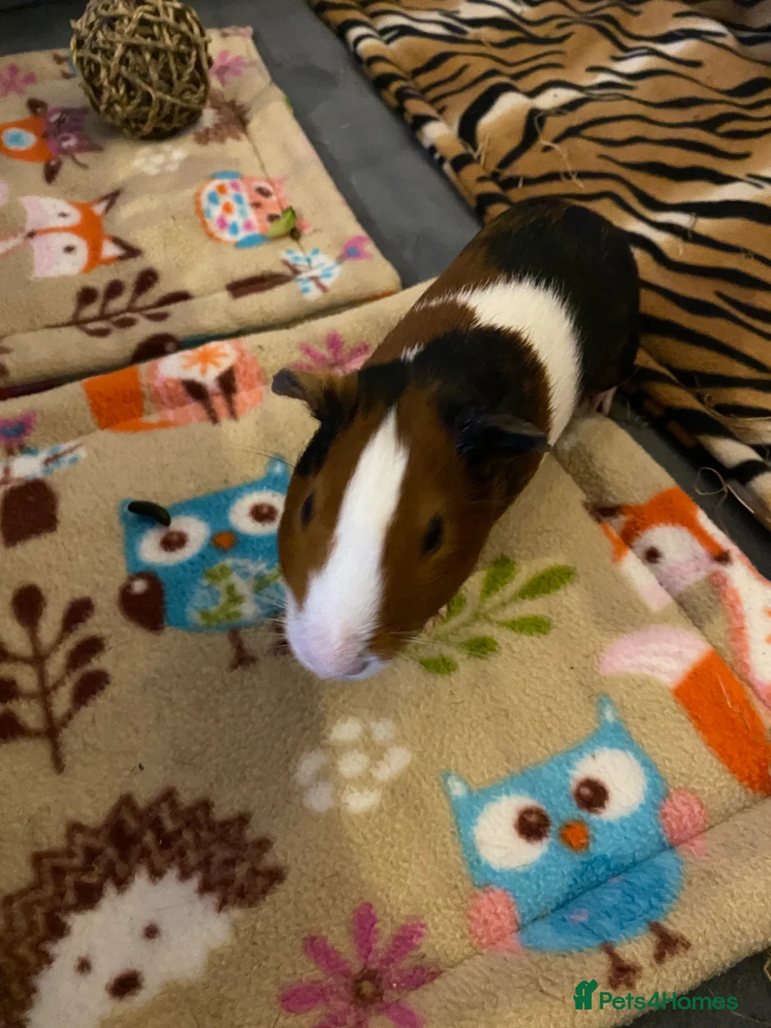 Guinea Pig rodents for sale: Lovely Male “Biscuit” Guinea Pig 4 Months  in Eastbourne - Advert 2