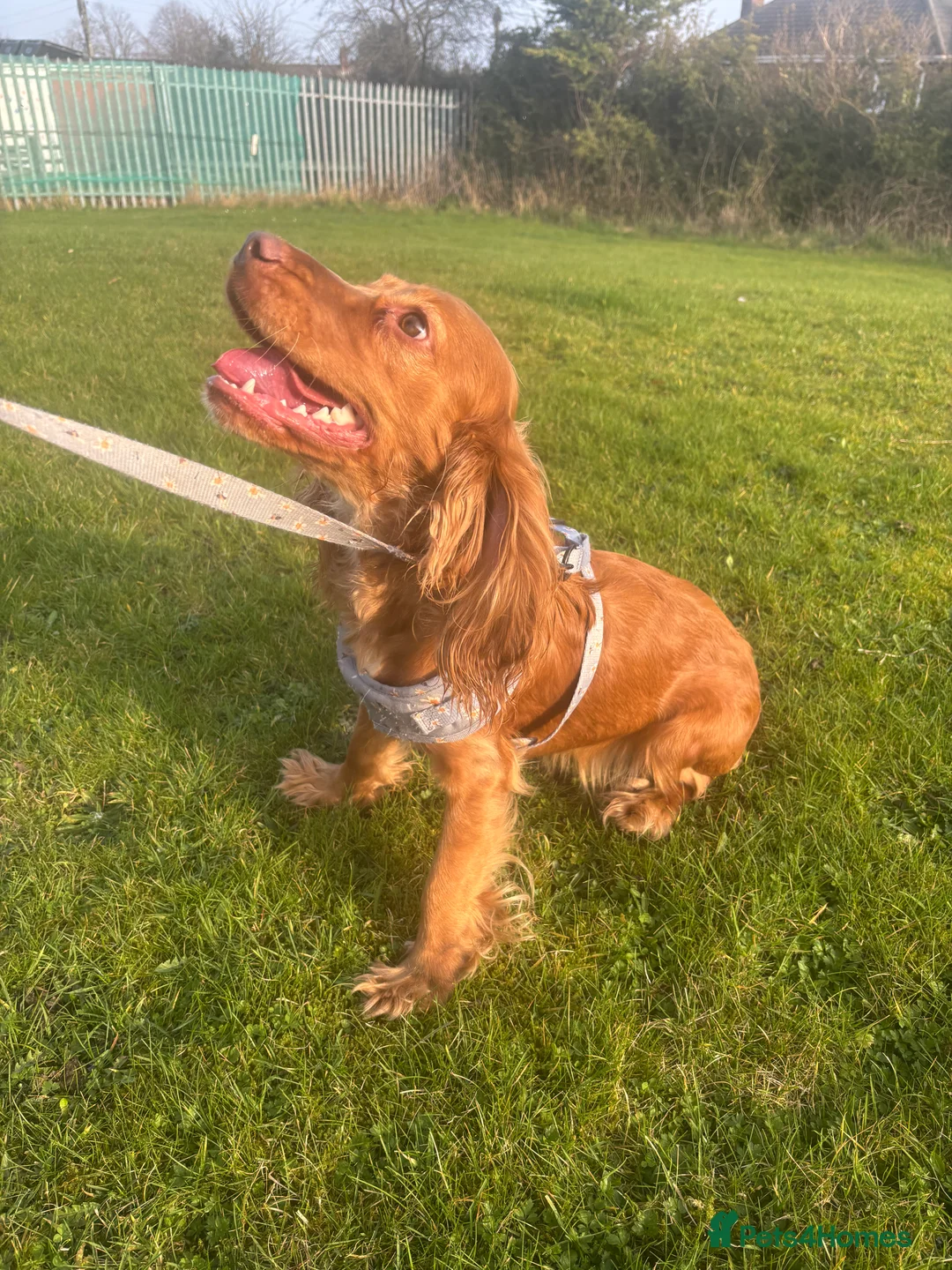 Cocker Spaniel dogs for sale: 9 month female cocker spaniel  - Advert 2