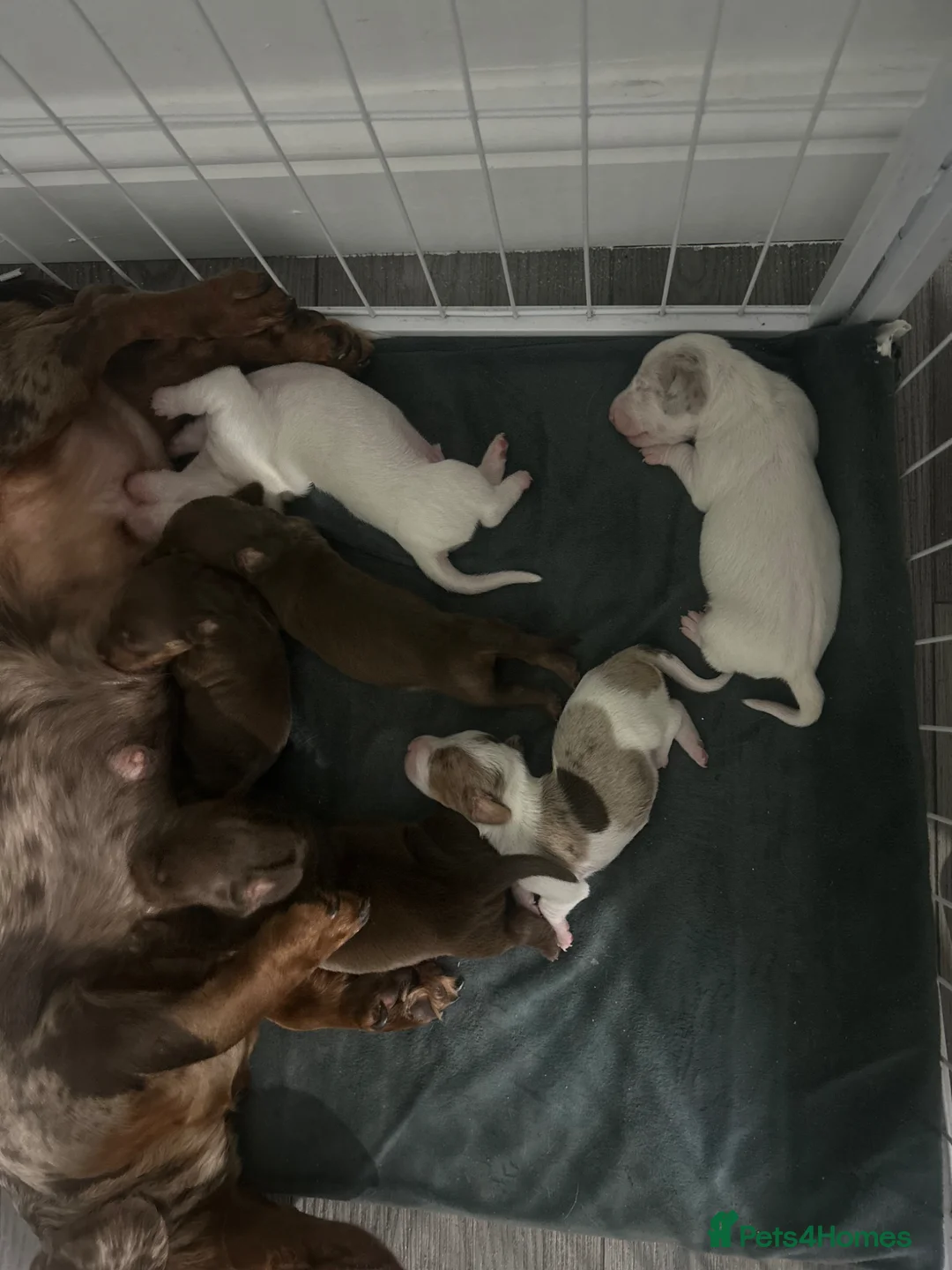 Miniature Dachshund dogs for sale: Miniature dashound  - Advert 1