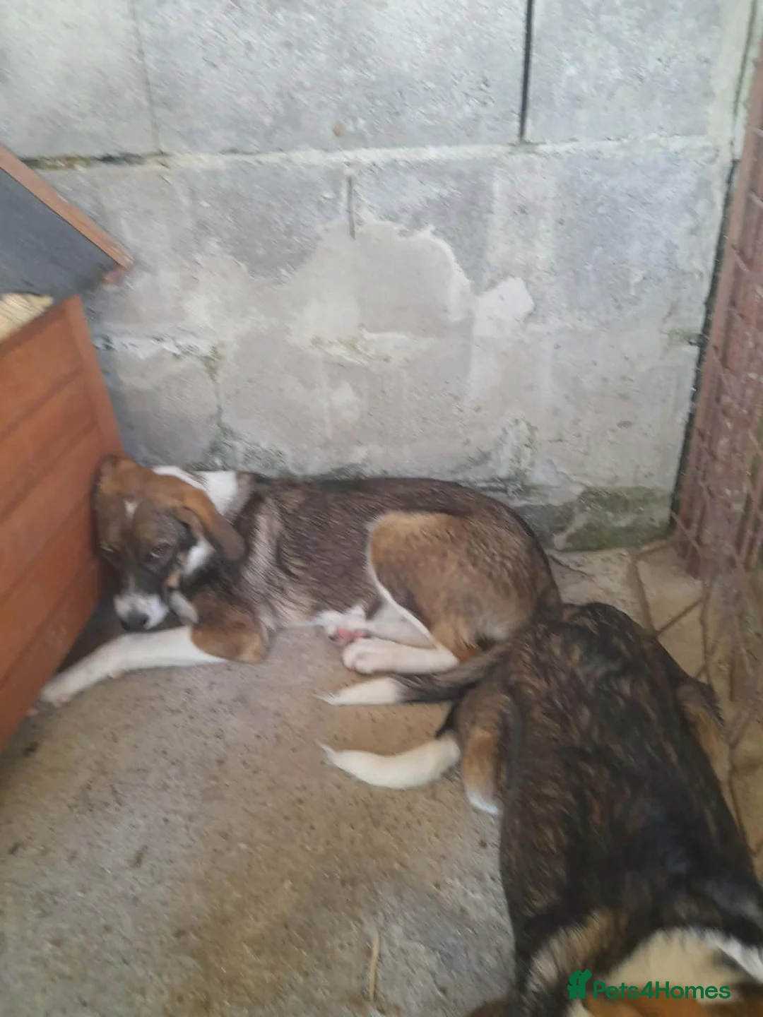 Mixed Breed dogs for adoption: Nemo, 9 months approx. Available for adoption. in Brixham - Advert 2