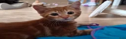 Mixed Breed cats for sale: 3 male ginger kittens ready for rehoming in Kidderminster - Advert 8
