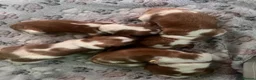 Welsh Springer Spaniel dogs for sale: Welshie 🏴󠁧󠁢󠁷󠁬󠁳󠁿 pups health tested parents  - Advert 2
