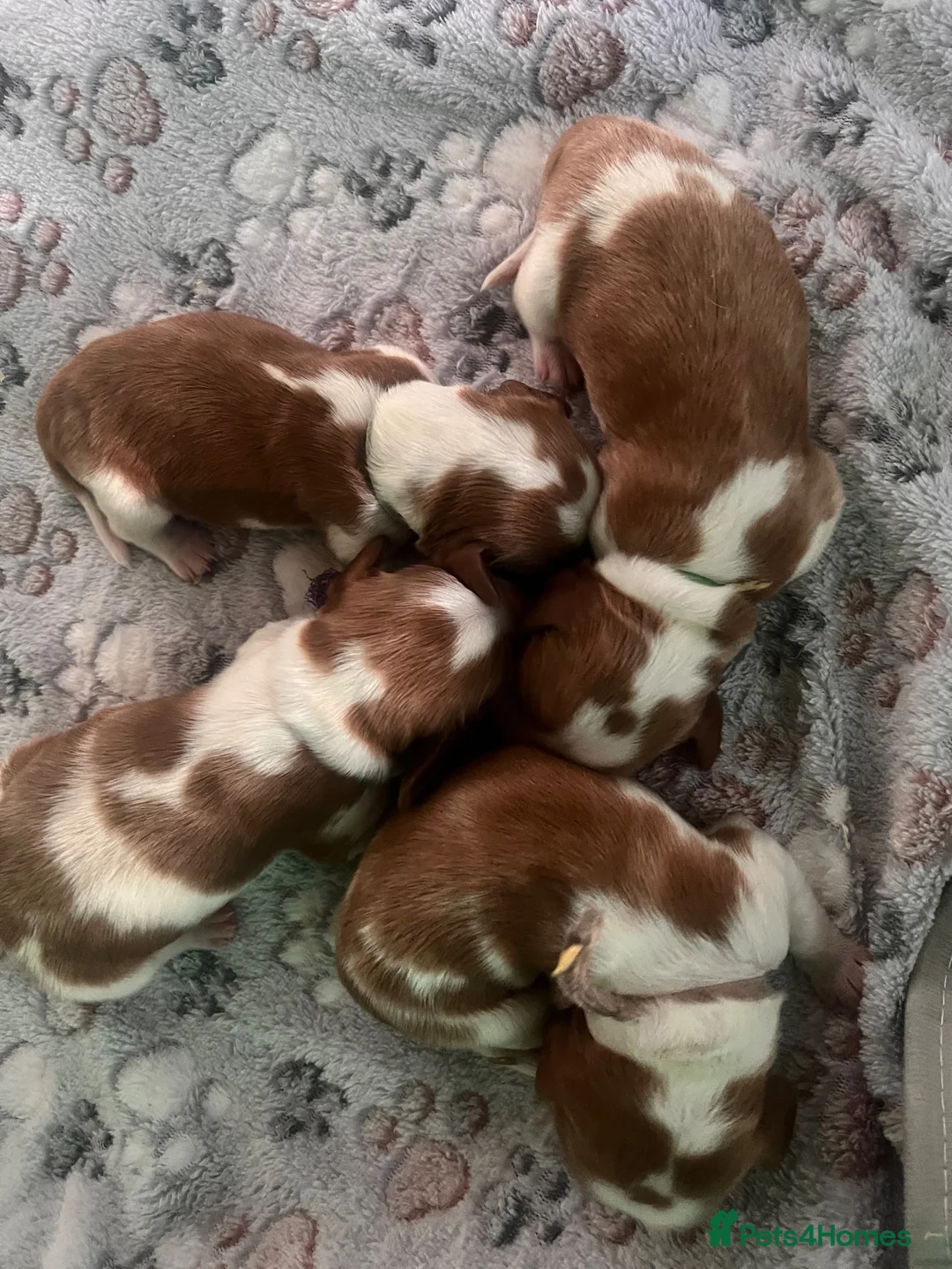 Welsh Springer Spaniel dogs for sale: Welshie 🏴󠁧󠁢󠁷󠁬󠁳󠁿 pups health tested parents  - Advert 2