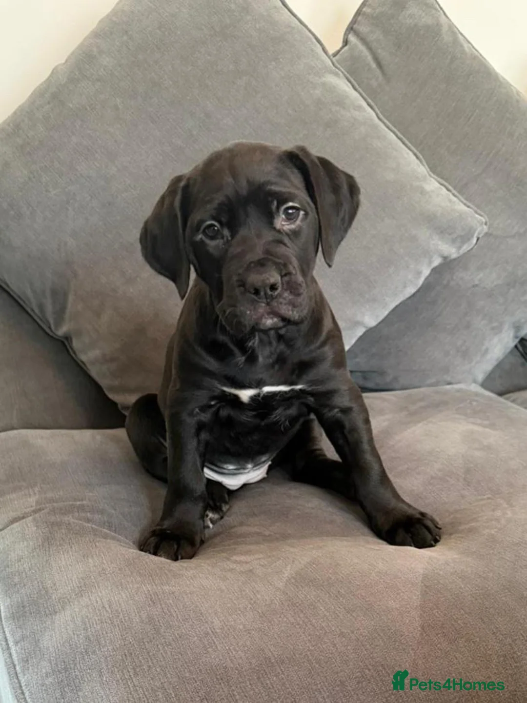 Mixed Breed dogs for sale: Boy and girl ready to go😍 - Advert 5