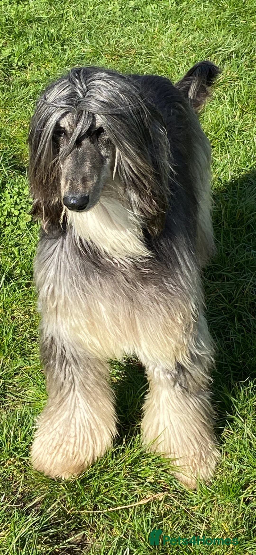 Afghan Hound dogs for sale: Beautiful Afghan hound female  - Advert 2