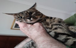 Savannah cats for sale: Large TICA Registered Spotted Savannah Boy Kitten  - Image 11