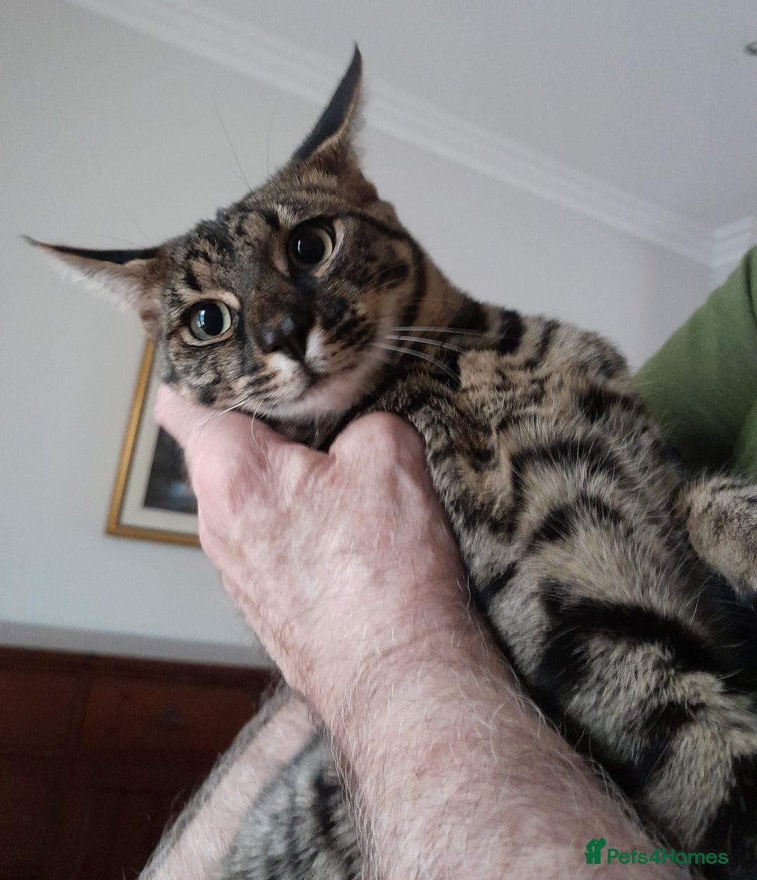Savannah cats for sale: Large TICA Registered Spotted Savannah Boy Kitten  - Image 11