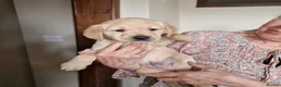 Labrador Retriever dogs for sale: Labrador Puppies - Advert 3