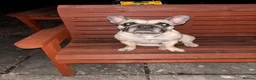 French Bulldog dogs for stud: Logie pedigree French bulldog  - Advert 7