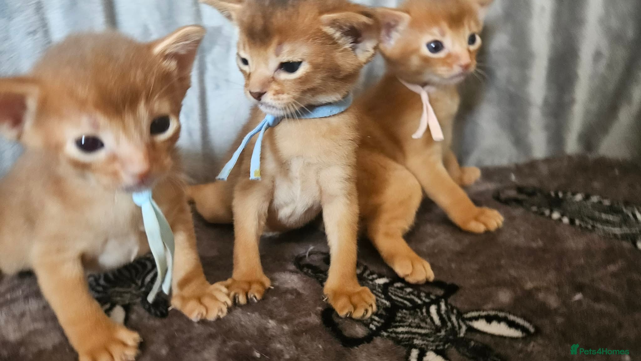 Abyssinian cats Abyssinian kittens for sale - Advert 1