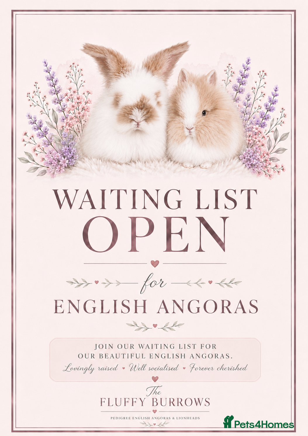 Angora rabbits 🌸 VACCINATED PEDIGREE ANGORAS 🌸  - Advert 18