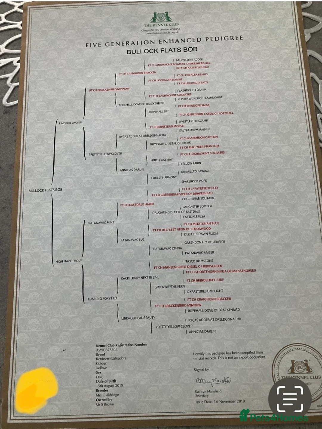 Labrador Retriever dogs for stud: Fox Red Labrador for Stud in Leeds - Advert 11