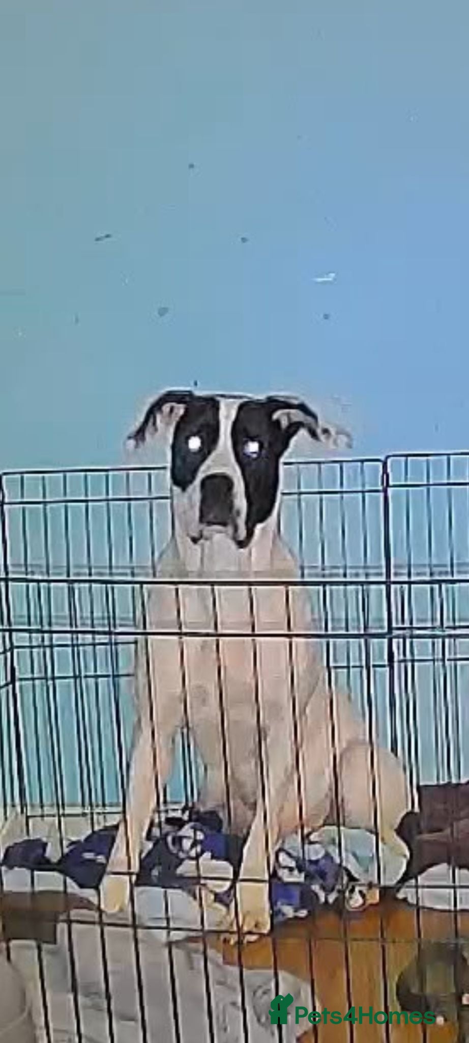 Cane Corso dogs Female cane corso puppy - Advert 1