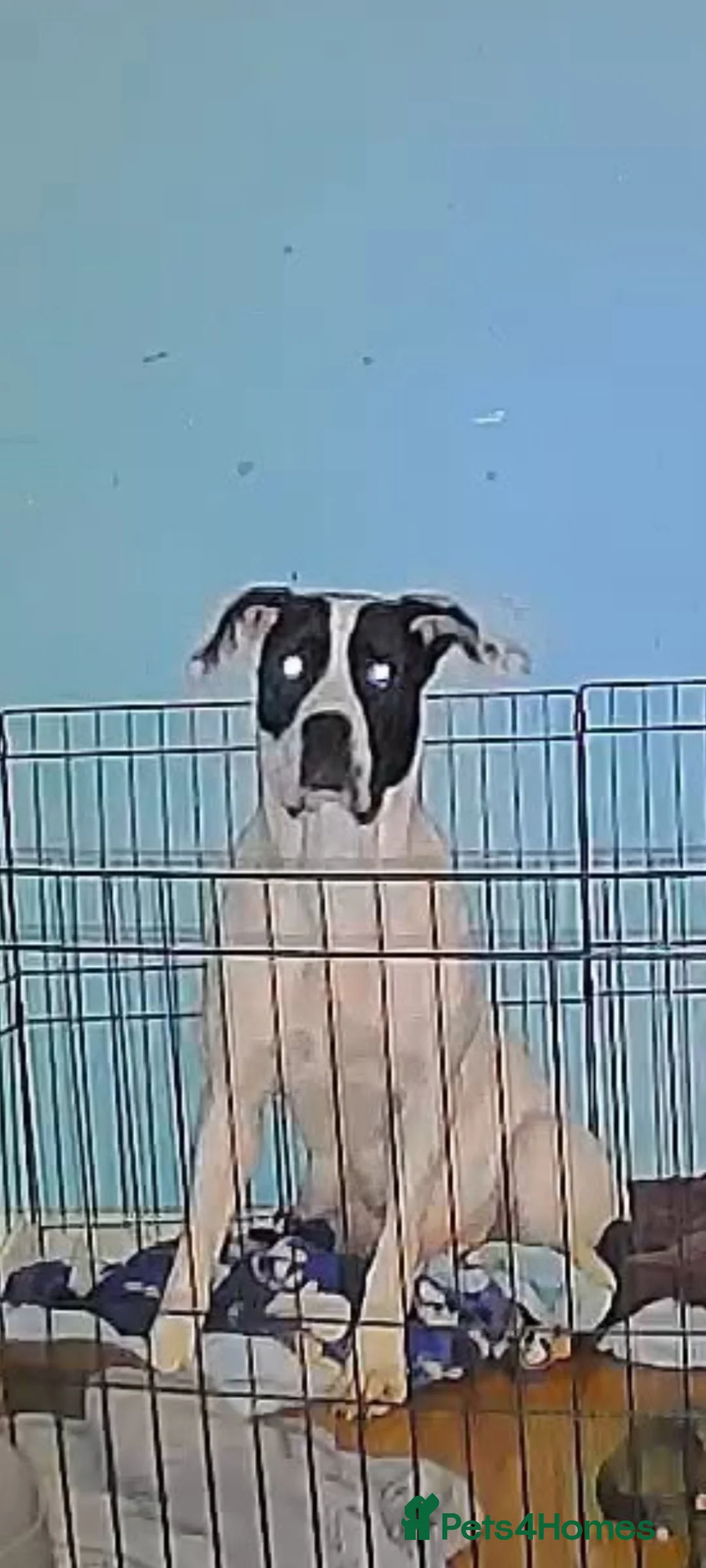 Cane Corso dogs for sale: Female cane corso puppy - Advert 1