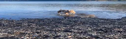 Mixed Breed dogs for stud: Pocket bully  for stud  - Advert 3