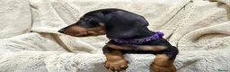Dachshund dogs for sale: 5 beautiful bouncy Dachshund puppy’s for sale in Pontefract - Advert 6